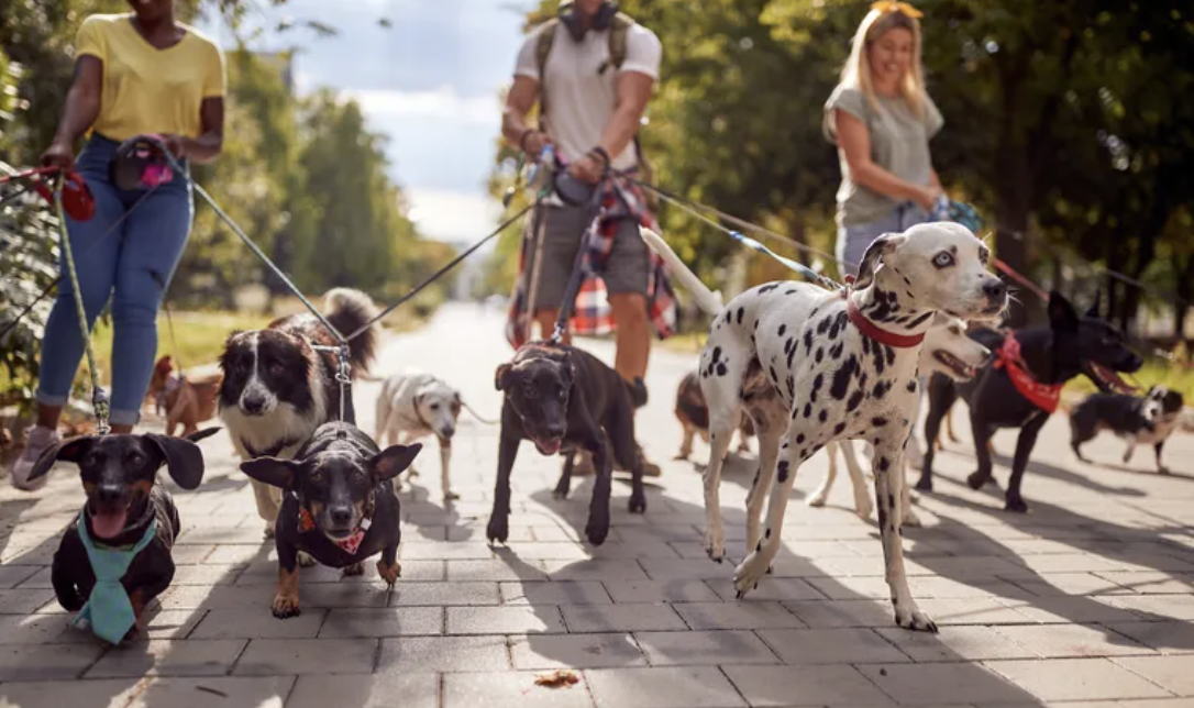 8月17日Manayunk狗狗夏日狂欢节